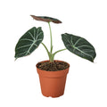 Alocasia Reginula 'Black Velvet' – Rare Velvety Houseplant, 6" Pot