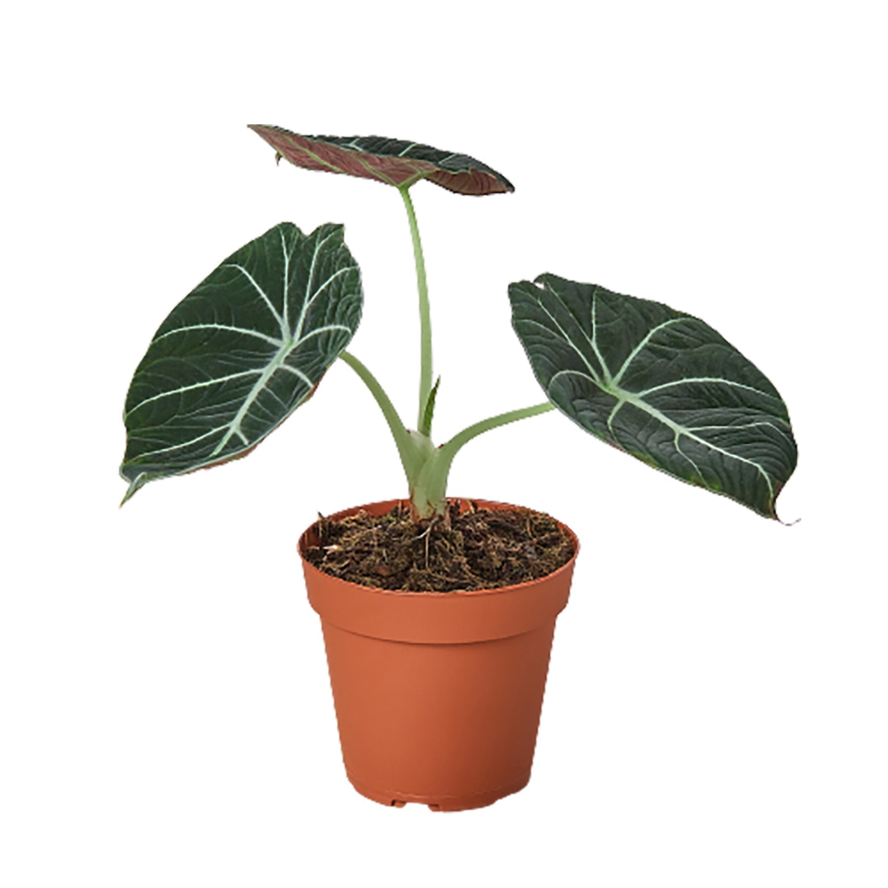 Alocasia Reginula 'Black Velvet' – Rare Velvety Houseplant, 6" Pot