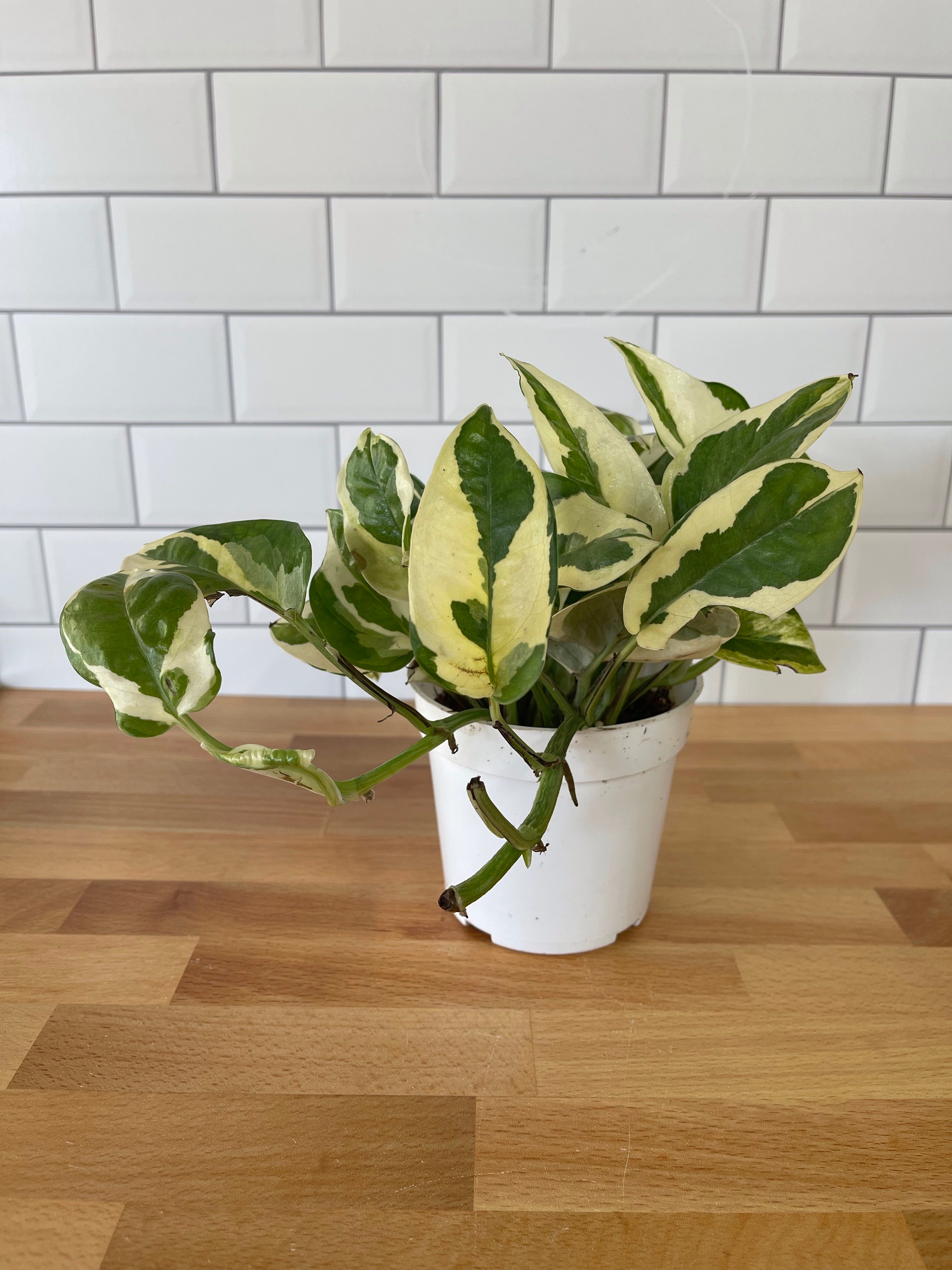 Pothos N'Joy – Variegated Trailing Houseplant